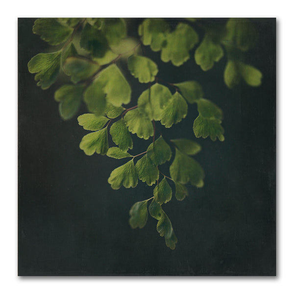Dark Foliage Square 1