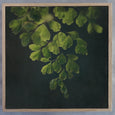 Dark Foliage - 3x Square Art prints