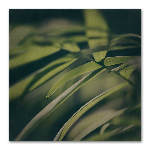 Dark Foliage - 1x 30x30cm Art Print, Unframed - ON SALE