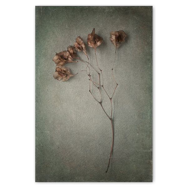 Foraged 2