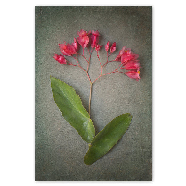 Foraged 3