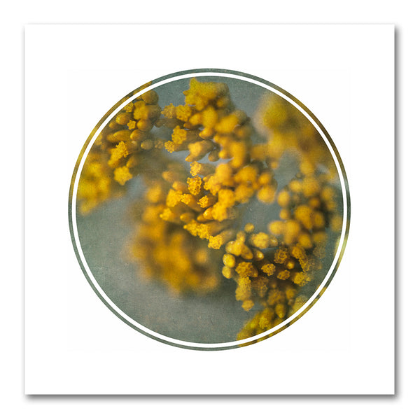 Foraged Texture Rounds 4