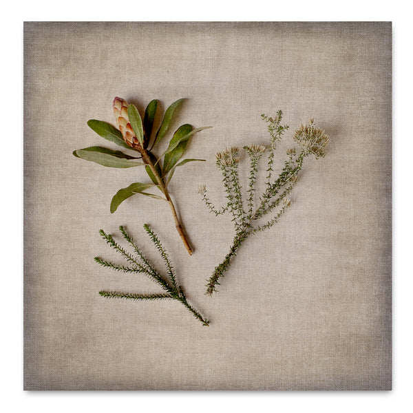 Fynbos on Linen 10