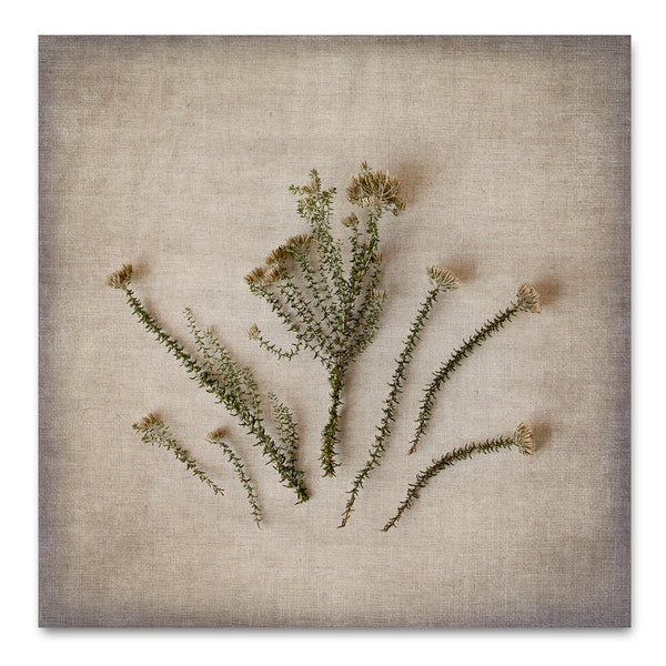 Fynbos on Linen 3