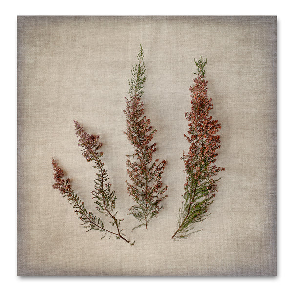 Fynbos on Linen 5
