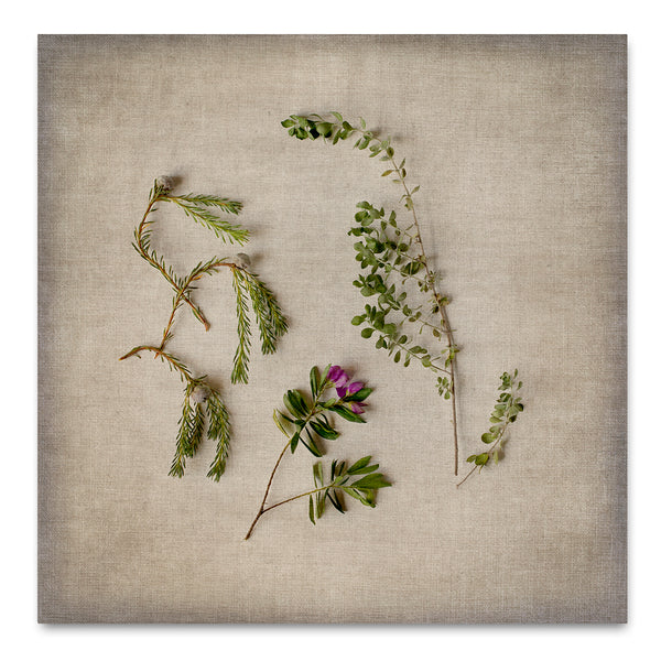 Fynbos on Linen 6