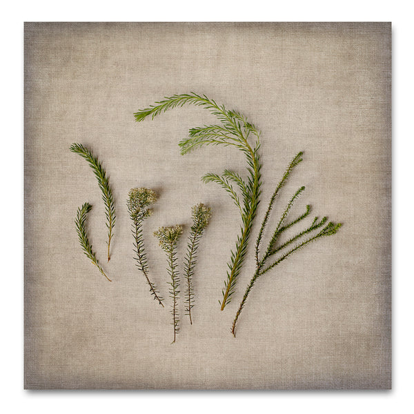 Fynbos on Linen 7