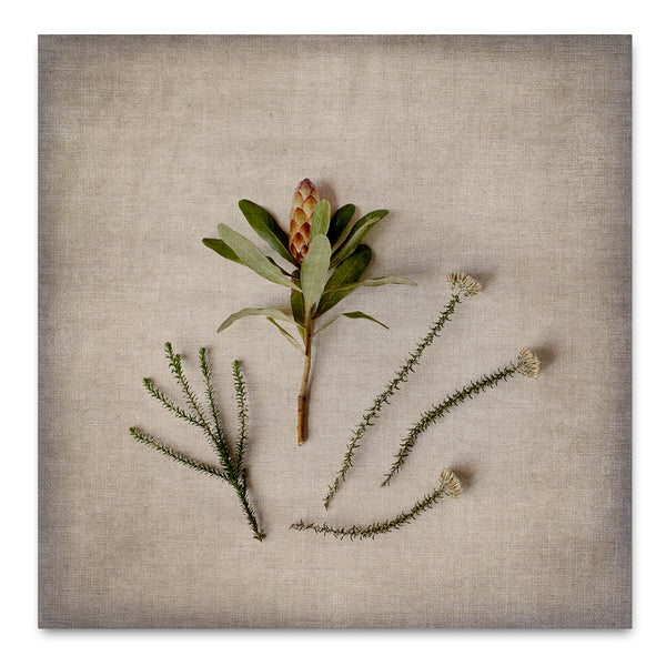 Fynbos on Linen 8