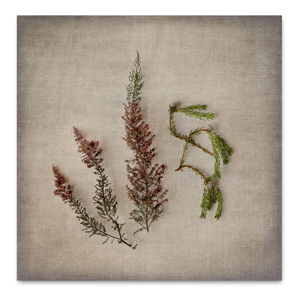 Fynbos on Linen 9