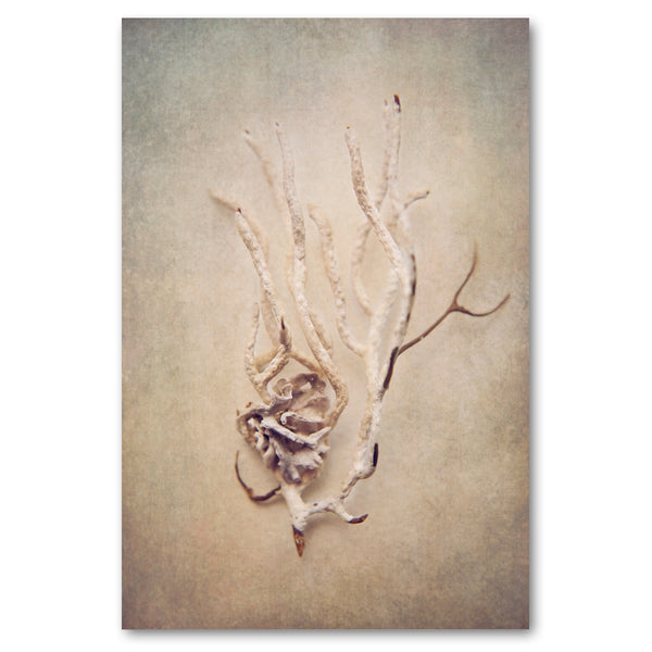 Gifts of the Sea - 1x 60x90cm Art Print, Unframed - SALE