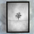 Lone Tree 1 BW - 100x150cm Art print