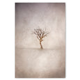 Lone Tree 3 - 100x150cm Art print