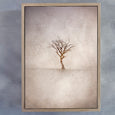 Lone Tree - 2x Large Art prints