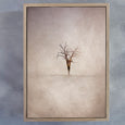 Lone Tree 4 WARM