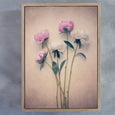 Peonies - 2x Large Art prints