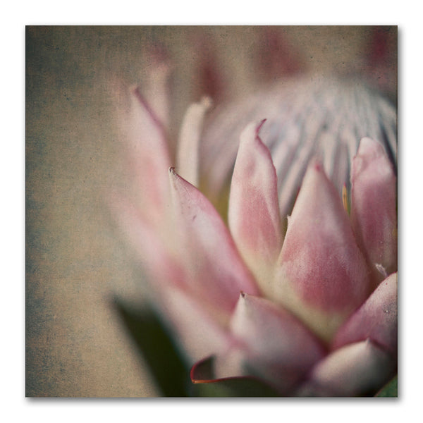 Protea Still Square 2