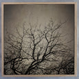 Reaching Trees Sqr - 100x100cm Art print