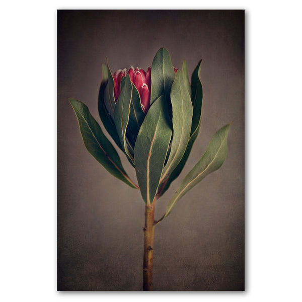 Red Protea 1