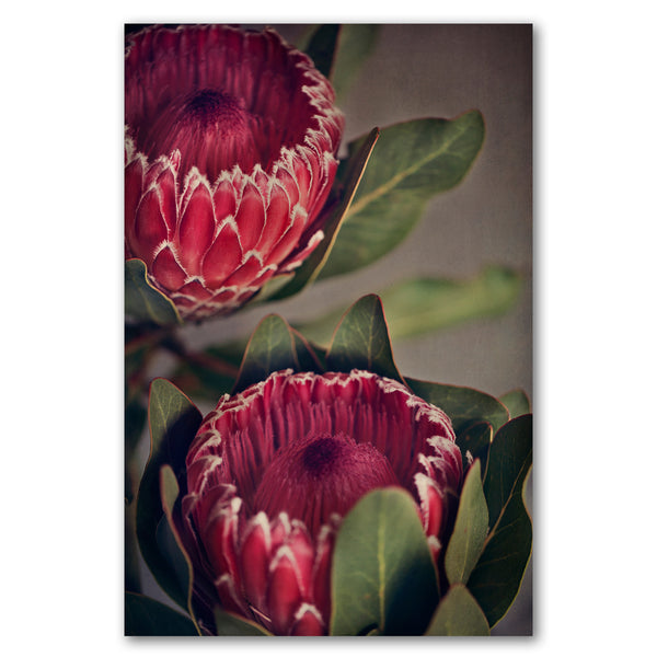 Red Protea 2