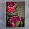 Red Protea - 2x Large Art prints