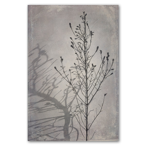 Shadowplay 1