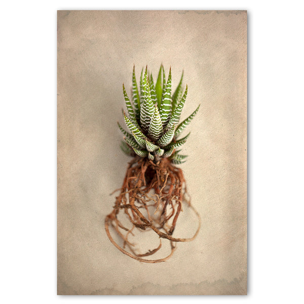 Succulent Study 1