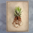 Succulent Study - 6x A4 Art Prints