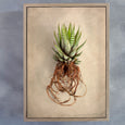 Succulent Study - 100x150cm Art print