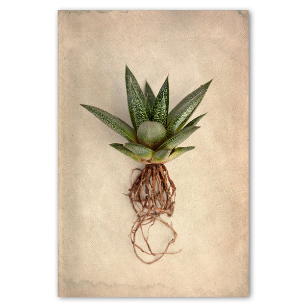 Succulent Study 2