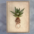 Succulent Study - 6x A4 Art Prints