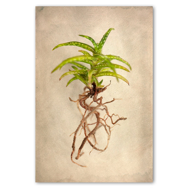 Succulent Study 3