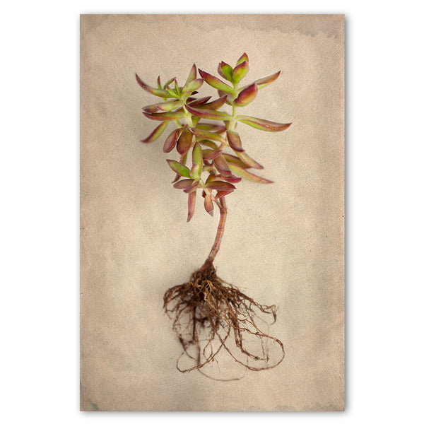 Succulent Study 4