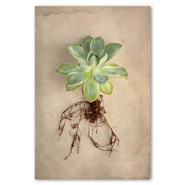 Succulent Study 5