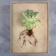 Succulent Study - 6x A4 Art Prints