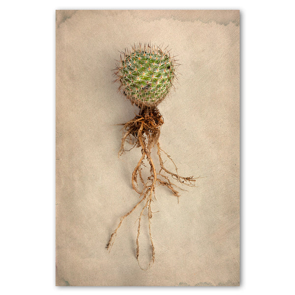 Succulent Study 6