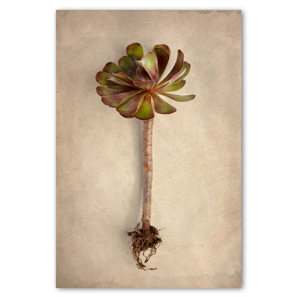 Succulent Study 7