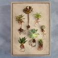 Succulent Study - 6x A4 Art Prints