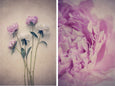 Peonies - 2x Large Art prints