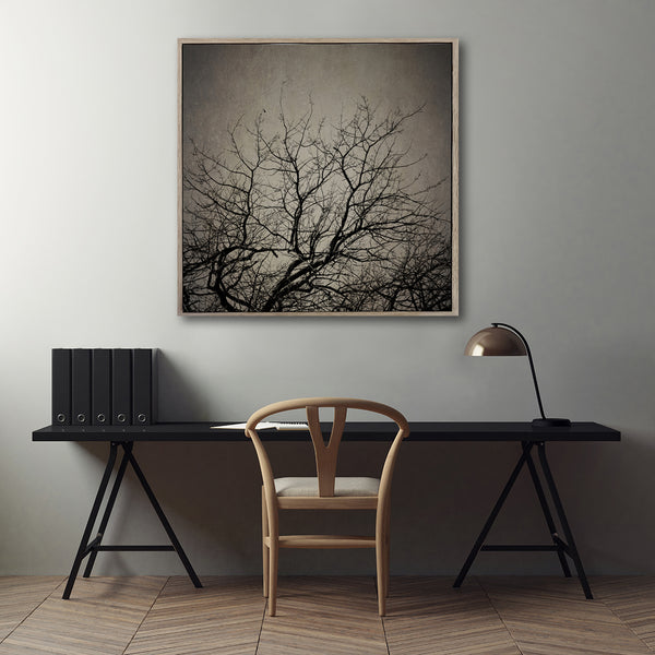 Reaching Trees Sqr - 100x100cm Art print