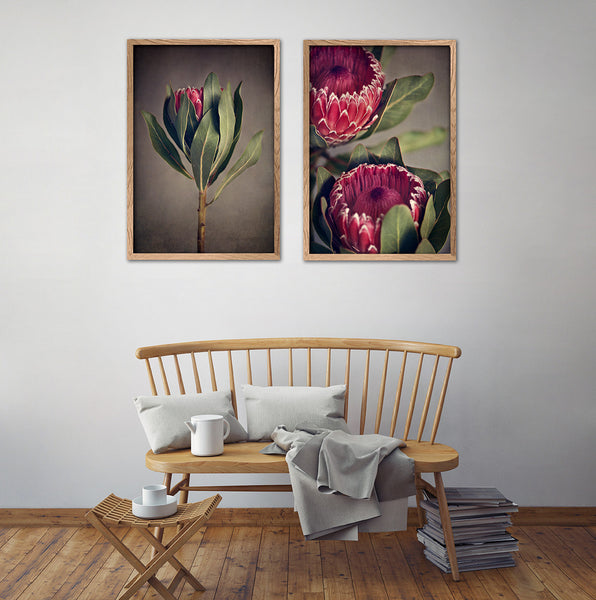 Red Protea - 2x Large Art prints