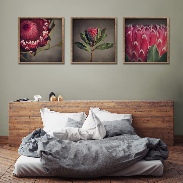 Red Protea - 3x Square Art prints