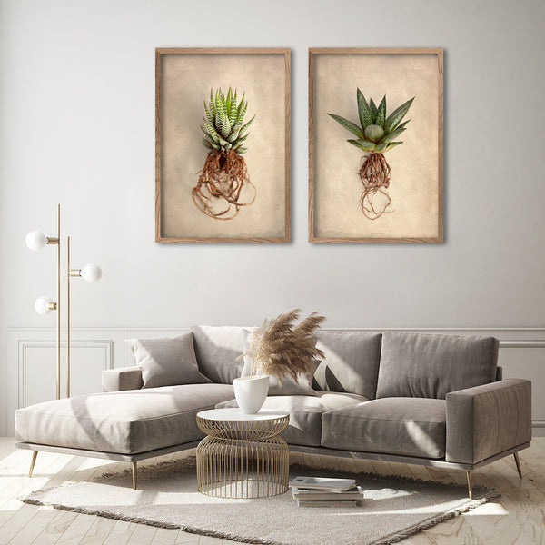 Succulent Study - 2x Large Art Prints