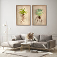 Succulent Study - 2x Large Art Prints
