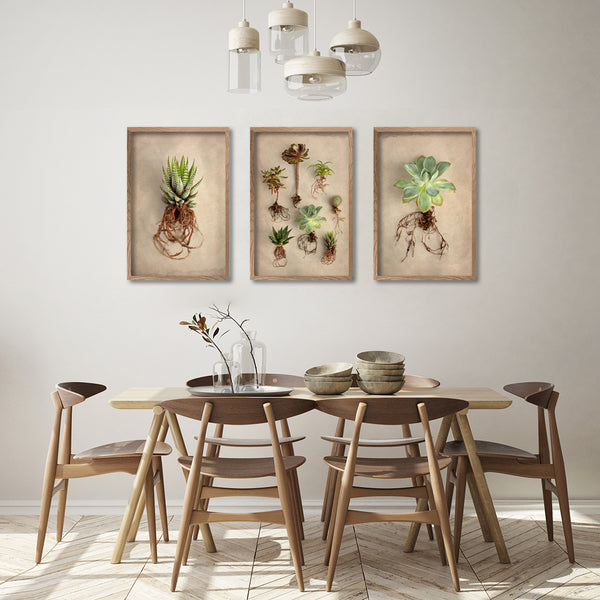 Succulent Study - 3x A2 Art prints