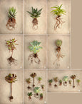 Succulent Study - 6x A4 Art Prints