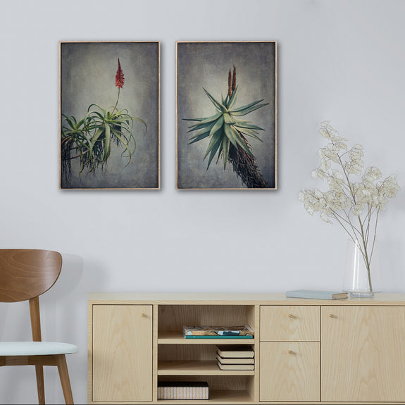 Aloes - 2x A3 Art Prints