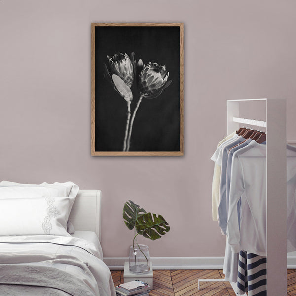 Black and White Proteas - 1x Large Art print