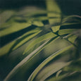Dark Foliage - 4x Square Art prints