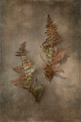 Earthy Ferns - 2x Large Art prints, set 3
