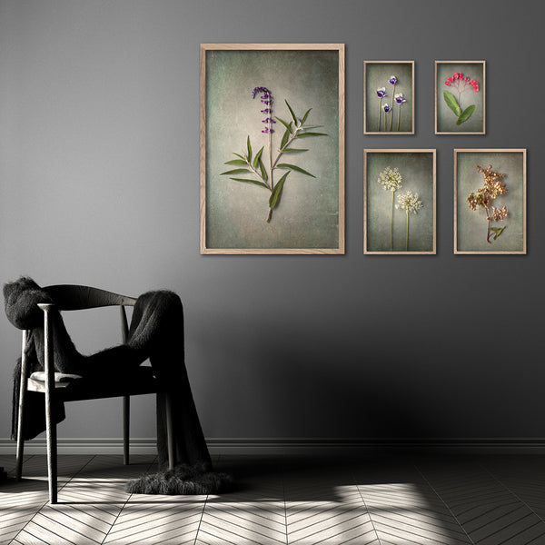 Foraged Gallery Wall - 5x Art prints, set 3
